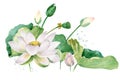 White lotus watercolor botanical illustration.