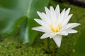 White lotus waterflower Royalty Free Stock Photo
