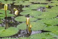 White Lotus waterlily