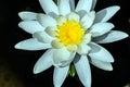 White Lotus Yellow Anthers