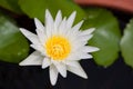 White lotus with yellow carpel in pond Royalty Free Stock Photo
