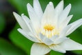 lotus with yellow pollen on blur green leaf background. Blossom white waterlilly on nature background Royalty Free Stock Photo