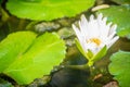 White lotus with yellow pollen with green leaves background. Bloom white water lily flowers with yellow pollen in the pond. Royalty Free Stock Photo