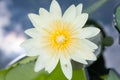 White lotus with yellow pollen select focus, Close Up White lotus with spider Blurred or blurry soft focus, Lotus top view.