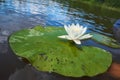 White lotus with yellow pollen on surface of pond Royalty Free Stock Photo