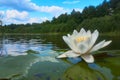 White lotus with yellow pollen on surface of pond Royalty Free Stock Photo