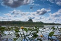 White lotus with yellow pollen on surface of pond Royalty Free Stock Photo