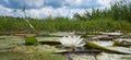 White lotus with yellow pollen on surface of pond Royalty Free Stock Photo