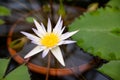 White lotus with yellow pollen on surface of pond.White lotus with yellow pollen on surface of pond, white water lilly Royalty Free Stock Photo