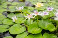 White lotus with yellow pollen on surface of pond.White lotus with yellow pollen on surface of pond, white water lilly Royalty Free Stock Photo
