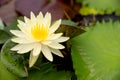 White lotus with yellow pollen on surface of pond.White lotus with yellow pollen on surface of pond, white water lilly Royalty Free Stock Photo