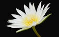 White lotus with yellow pollen water lily flower on black background