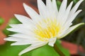 White lotus with yellow pollen water lily flower blooming in water