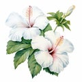 White Love Hibiscus Watercolor Painting On White Background