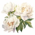 White Love: A Radiant Watercolor Painting Of Peony Flowers