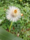 White, Lovely, small flower flower petals like Cottons and Flower stamens