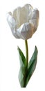 White Low Poly Tulip on White Background Royalty Free Stock Photo