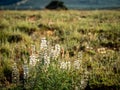 White Lupine in Grassy Field