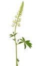White lupinus flower Royalty Free Stock Photo