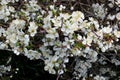 White lush flowers of blackthorn