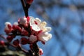 White lush flowers of cherry and apricot, solid flowers on the whole picture,