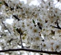 White lush flowers of cherry and apricot, solid flowers on the whole picture,