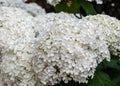 White lush hortensia blossoms on blurred green garden background Royalty Free Stock Photo