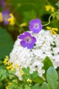 White lush hydrangea and violet blue cranesbill blossoms on blurred natural garden background Royalty Free Stock Photo