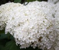 White lush round hydrangea blossoms on a bright sunny summer day with natural green background Royalty Free Stock Photo