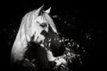 White Lusitano horse, amazing animals, good looking, black and white