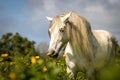 White Lusitano horse, amazing animals, good looking, smelling flowers