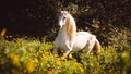 White Lusitano horse, amazing animals, good looking, trotting on grass