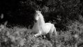White Lusitano horse, amazing animals, good looking, trotting on grass