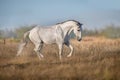 White lusitano horse run Royalty Free Stock Photo