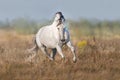 White lusitano horse run Royalty Free Stock Photo