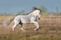 White lusitano horse run gallop Royalty Free Stock Photo