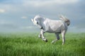 White lusitano  horse run gallop Royalty Free Stock Photo