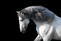 White horse portrait on black Royalty Free Stock Photo