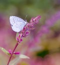 White Lycaenidae butterfyl on a flower blossom