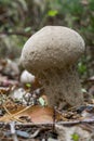 White Lycoperdon perlatum Royalty Free Stock Photo