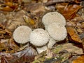 White Lycoperdon perlatum Royalty Free Stock Photo