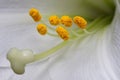 White Lys Close-up