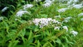 White lysimachus flower in the altitude garden of Haut Chitelet in the French Vosges.