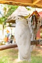 The white Macaw on the branch