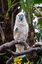 A Macaw in a tropical garden, chewing on a flower. Royalty Free Stock Photo