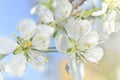 White macro spring blossoms