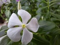 White madagascar periwinkle flower close-up Royalty Free Stock Photo