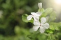 White Madagascar periwinkle in the garden  Nature background Royalty Free Stock Photo