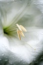 White madonna lily Royalty Free Stock Photo