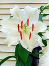 White Madonna lily flower blooming Royalty Free Stock Photo